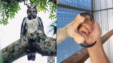 Mythological Creatures Are Real, This Harpy Eagle Is Proof Of That