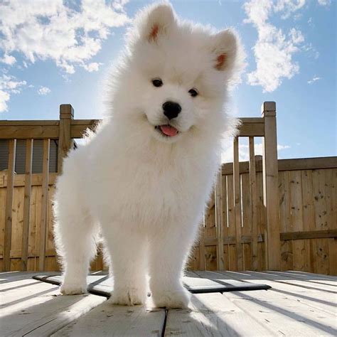 The cutest cloud ☁️ | Mascotas bonitas, Fotos de perros lindos, Perros bonitos