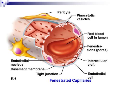 PPT - Blood Vessels PowerPoint Presentation, free download - ID:2259021