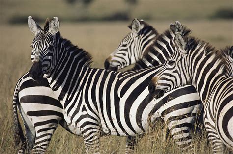 Plains Zebra Facts, Habitat, Diet, Life Cycle, Baby, Pictures