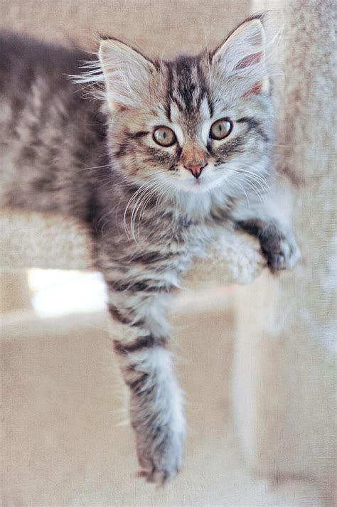 Brown Tabby Kitten Photograph by Kelley Nelson