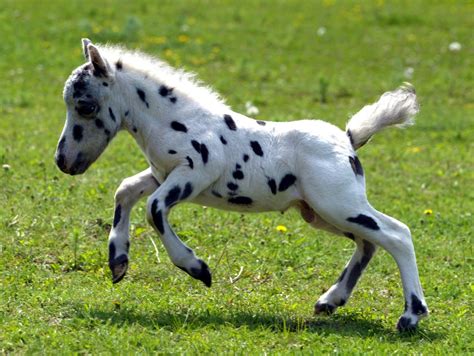 Falabella Horse - Rancho Texas Lanzarote Park