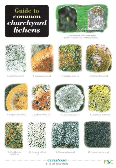 Guide to Common Churchyard Lichens (Identification Chart) by Dobson, F.s.