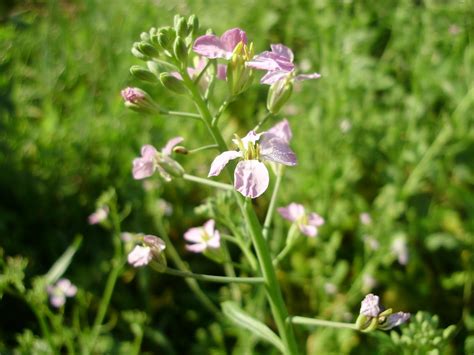 Ohiofarmgirl's Adventures In The Good Land: Radish flowers and bushwacking