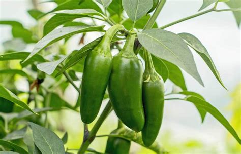 Everything about Jalapeño Peppers - Plant Propagation