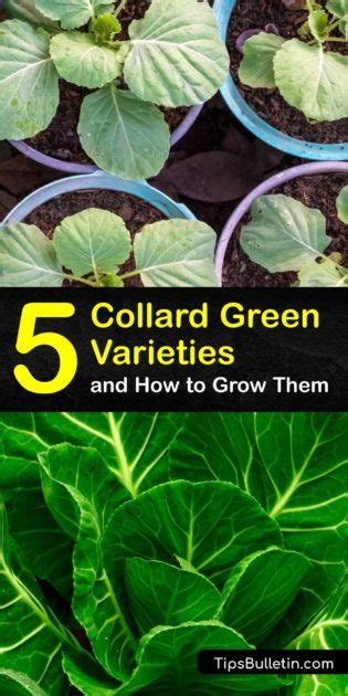 Common Varieties of Collard Greens - Amazing Collard Green Plants