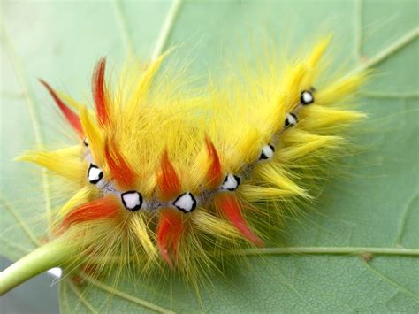 Top 10 Unusual and Amazing Caterpillars