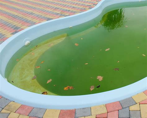 Mustard algae in a pool: simple steps to get rid of it | Gardeningetc