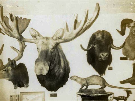 The Top 40 Biggest Moose Ever Taken | Outdoor Life