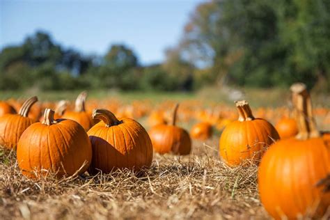 Gourd-geous Pumpkin Patches in and Near London — London x London