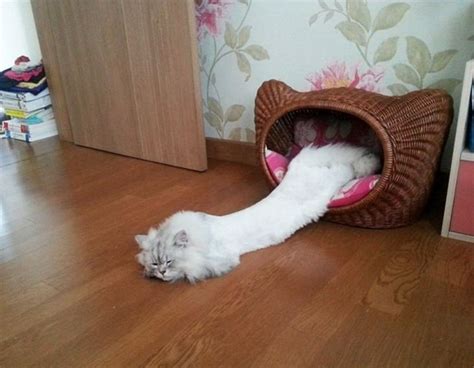 Proof That Cats Are Actually Liquid!