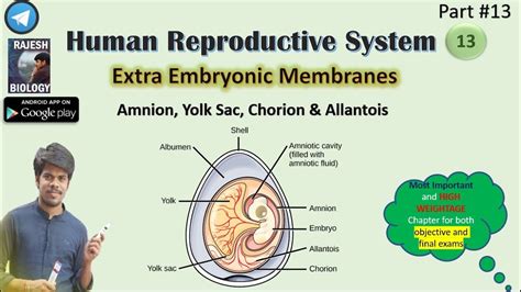 Extra embryonic membranes | amnion, yolk sac, chorion | Human ...