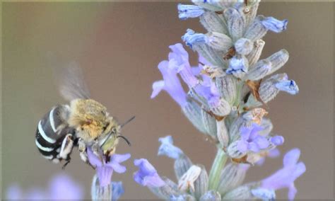 Blue-banded bee | Christine R