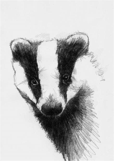 British badger | SeanBriggs