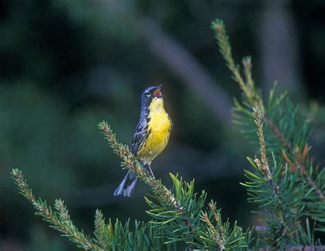 Kirtlands Warbler Photograph by G Ronald Austing - Fine Art America