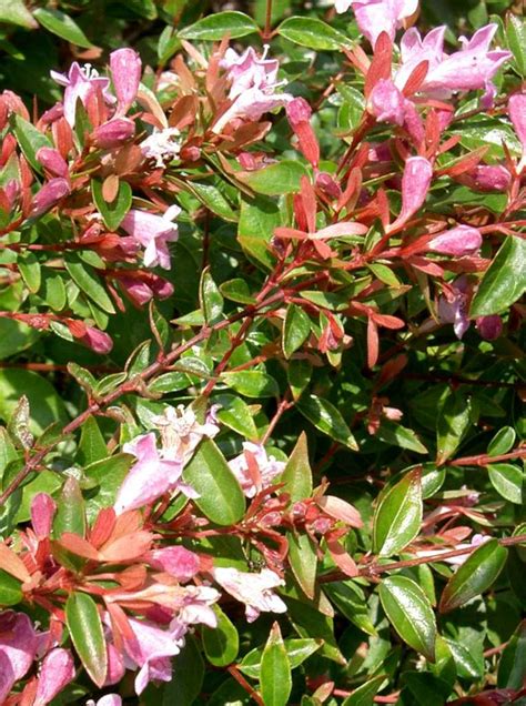 Glossy abelia - planting, pruning and advice on caring for it