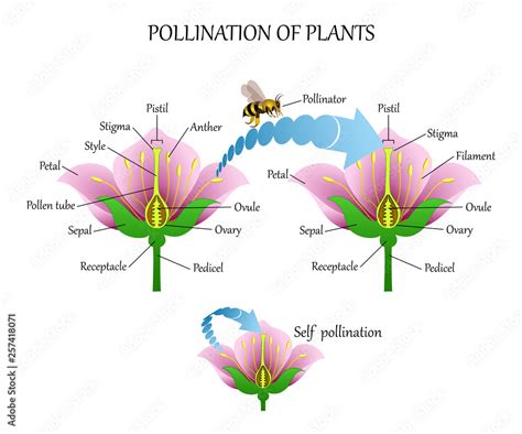 Pollinating plants with insects and self-pollination, flower anatomy ...