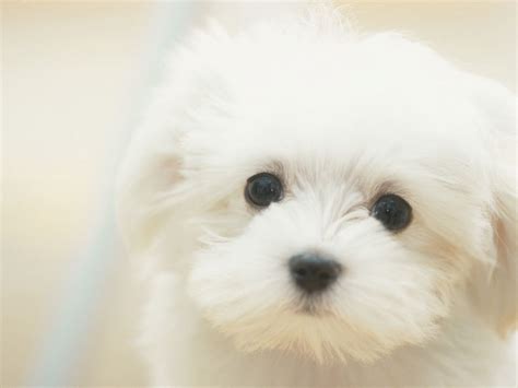 Auf Bing von wallpaperstock.net gefunden | Cute white puppies, Cute puppy wallpaper, Chubby puppies