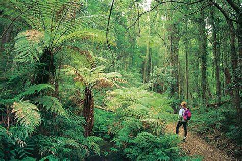 Winter Weekend At Bunya Mountains | Must Do Brisbane