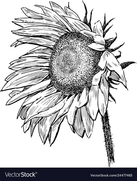 Hand drawing of a ripe sunflower Royalty Free Vector Image