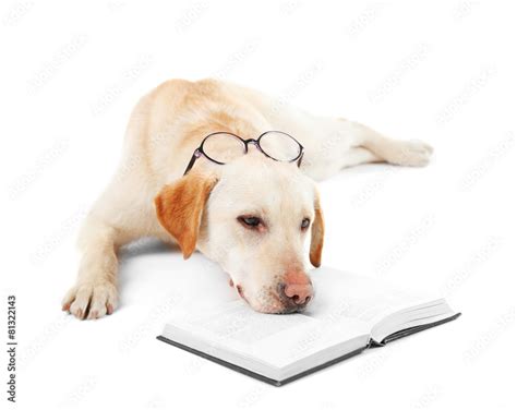 Cute dog with glasses and book isolated on white background Stock Photo ...