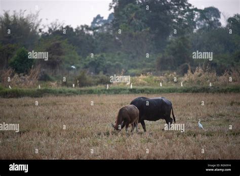 water buffalo, farm animals Stock Photo - Alamy