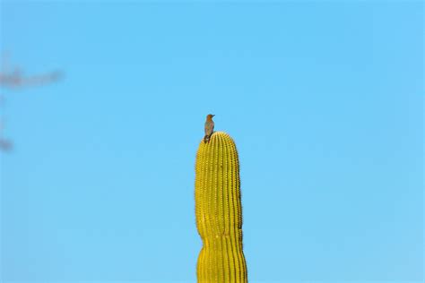 Tucson birds - The Urban Birder