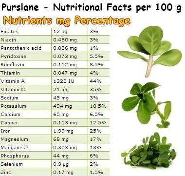 Properties and Benefits of Purslane - NatureWord