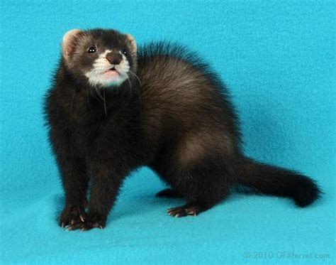 Cute ferrets, Ferret, Cute puppy wallpaper