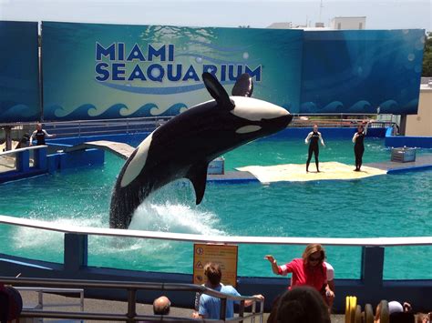 Miami Seaquarium Killer Whale Dolphins and Sea Lions All At this Great Aqaurium