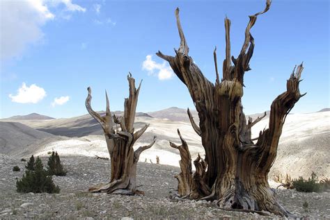 Future of bristlecone pine tree in danger, scientists say | Nation and ...