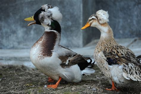 Crested Ducks: Complete Breed Guide – Fowl Guide