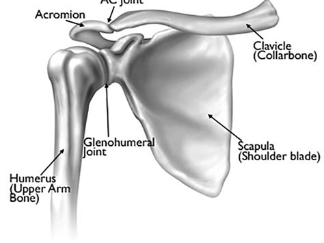 Shoulder Anatomy