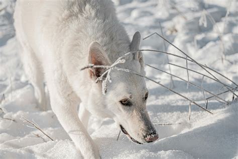 White Wolf Running Photos, Download The BEST Free White Wolf Running Stock Photos & HD Images