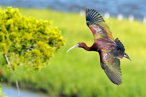 Glossy Ibis | Audubon Field Guide