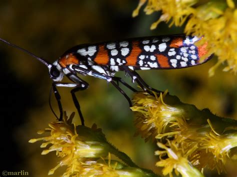 Ailanthus Webworm Moth - North American Insects & Spiders