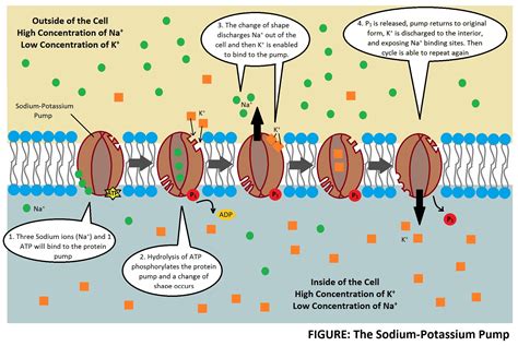 7.4: Electrolytes - Medicine LibreTexts