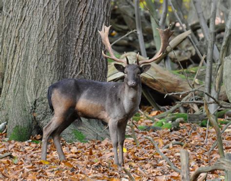 Photography by MickB: Fallow Deer Coat Variations