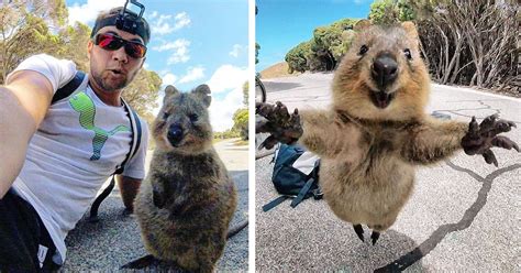 Man and Quokka Selfie Leads Adorable Animal to Follow Cyclist for More