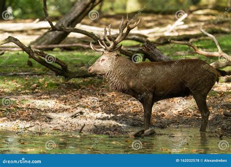 Red Deer Walking in the Forest Stock Photo - Image of antler, fall: 162032578