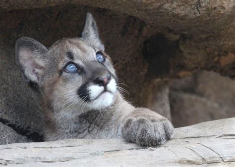 Beloved University of Houston cougar mascot Shasta VI passes away at 11 ...