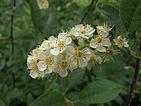 H20150507-0022—Prunus virginiana var demissa (with Diabrot… | Flickr