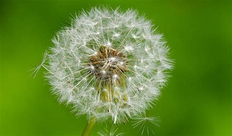 How Dandelion Seeds Stay Afloat for So Long | Inside Science