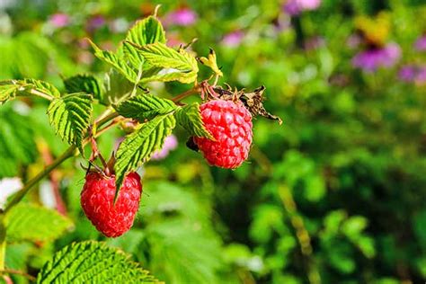 Dorman Red Raspberry Plants For Sale – Raspberry