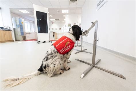 Pictures: Medical Detection Dogs Training to Sniff out Coronavirus