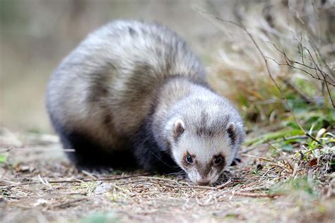 Excessive Weight in Ferrets - Symptoms, Causes, Diagnosis, Treatment ...