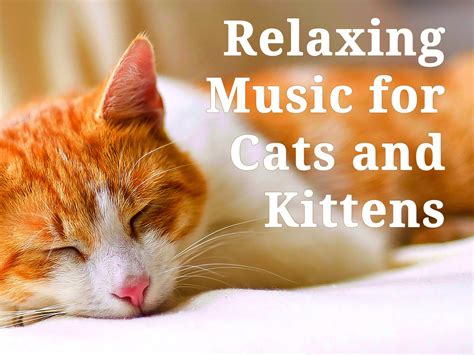 Watch Relaxing Music for Cats and Kittens | Prime Video