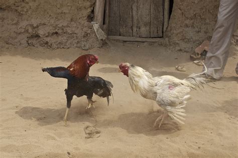 Fil:Cock Fight in India.jpg – Wikipedia