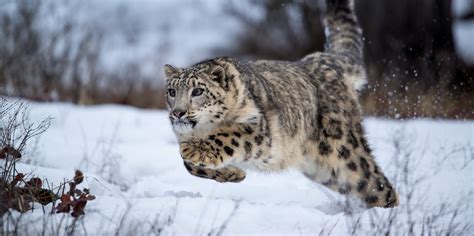 Snow Leopard