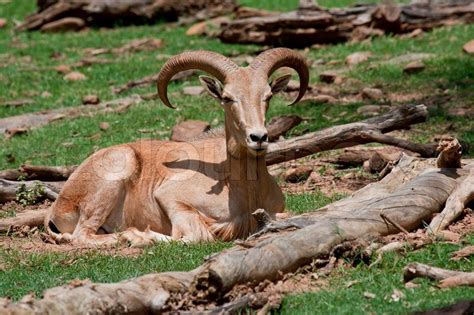 Mouflon Sheep | Stock image | Colourbox